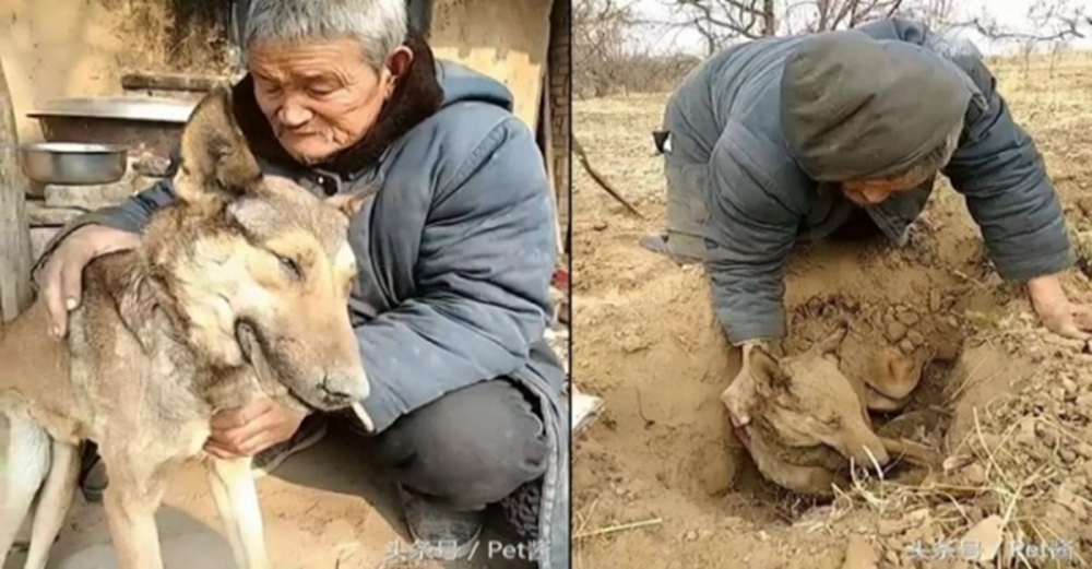 下輩子投胎做我孩子，陪伴十幾年的汪汪過世，老人含淚親手埋葬：一路好走