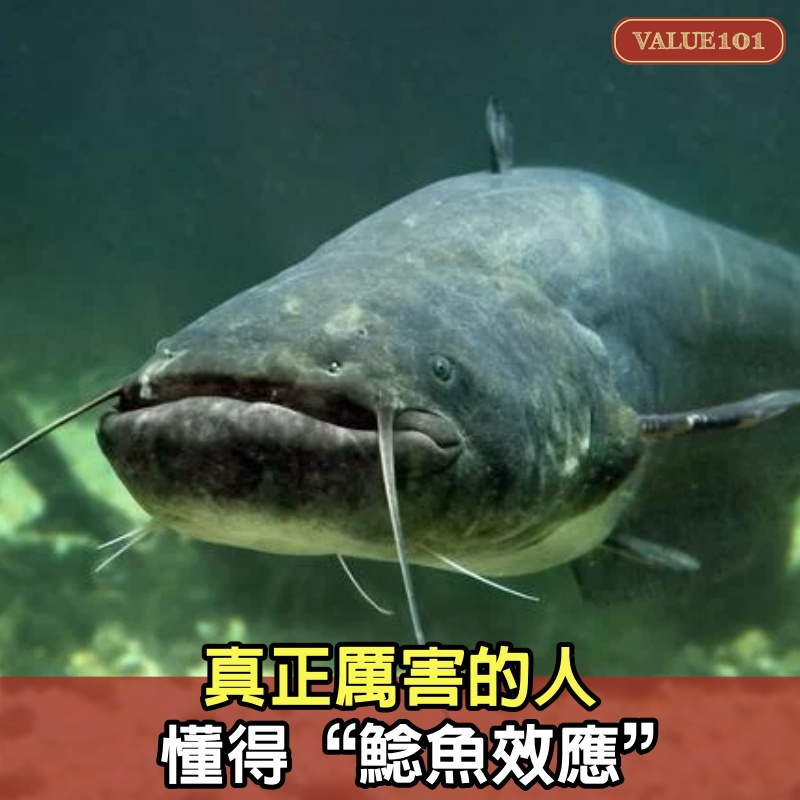 真正厲害的人，懂得“鯰魚效應”