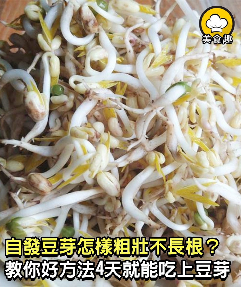 自發豆芽怎樣粗壯不長根？奶奶教的方法最好用，4天就能吃上豆芽