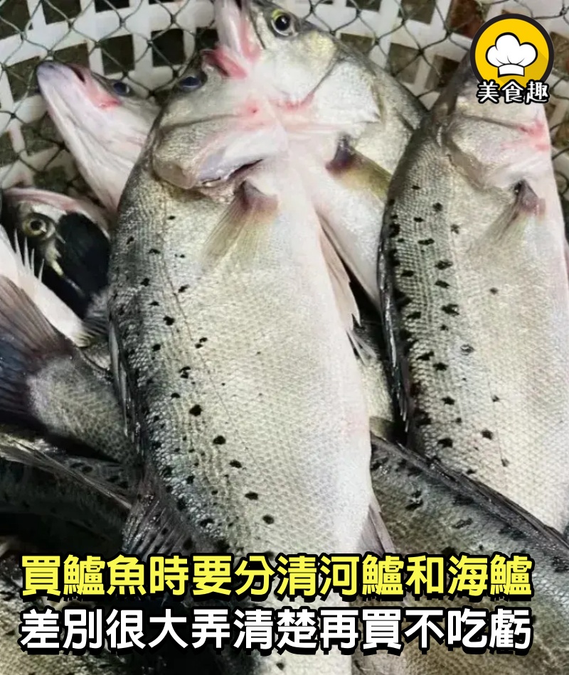 買鱸魚時，要分清“河鱸”和“海鱸”，差別很大，弄清楚再買不吃虧