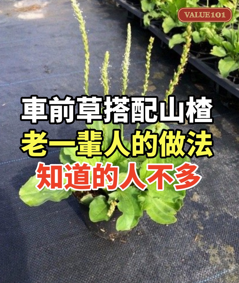 車前草搭配山楂,老一輩人的做法,知道的人不多
