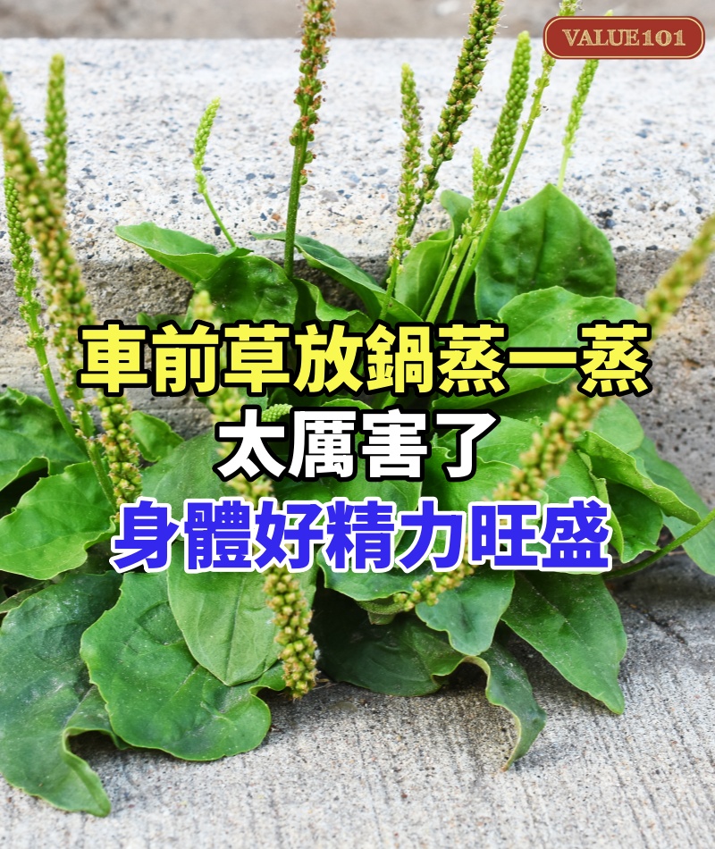 車前草放鍋蒸一蒸,太厲害了,88歲中醫用一輩子,身體好精力旺盛
