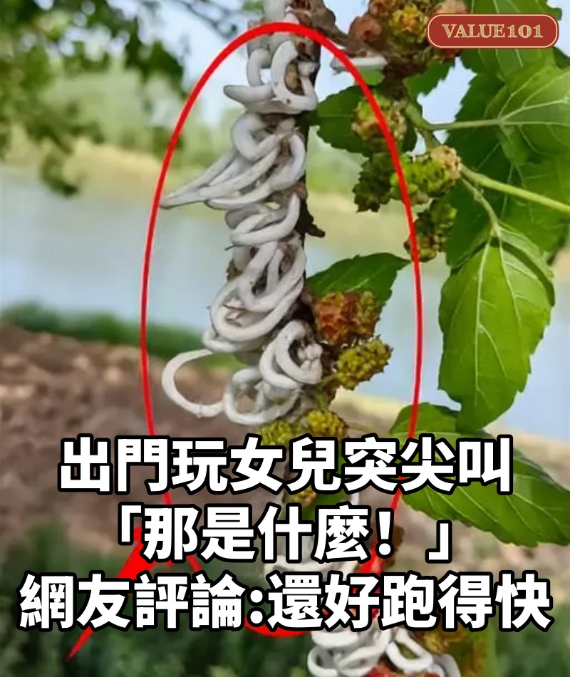 出門玩女兒突尖叫「那是什麼!」,寶媽順手勢望去桑樹驚現「白絲瀑布」急逃遠,看完網友評論驚出一身冷汗:還好跑得快