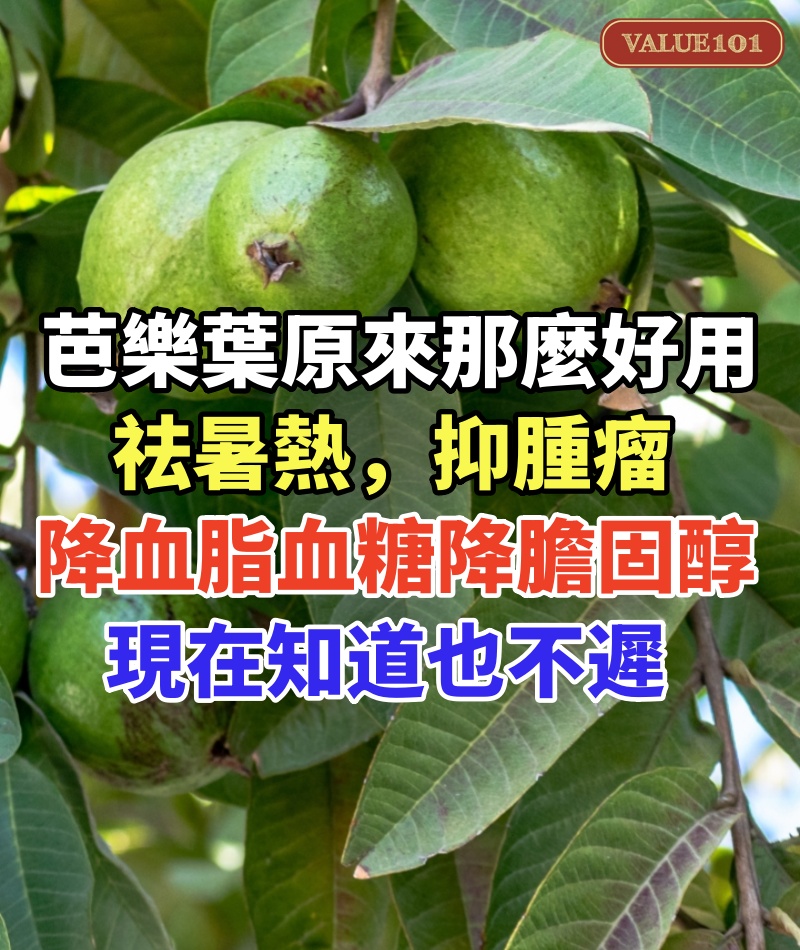 芭樂葉原來那麼好用,祛暑熱,抑腫瘤,降血脂、降膽固醇,降血糖,現在知道也不遲
