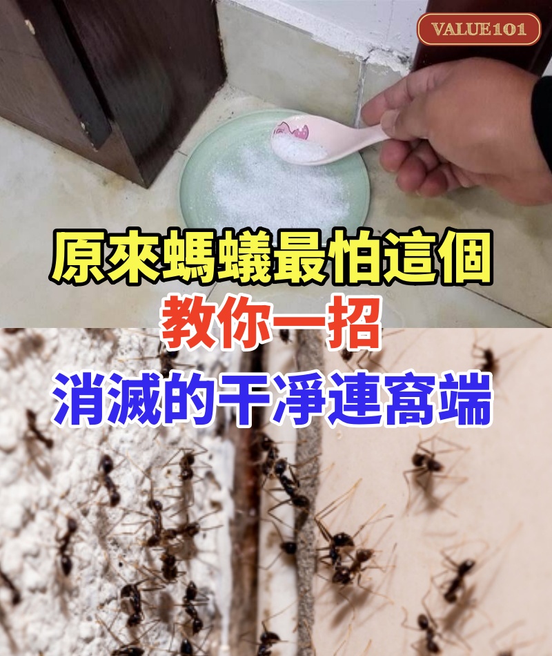 原來螞蟻最怕這個!教你一招,消滅的干干凈凈連窩端