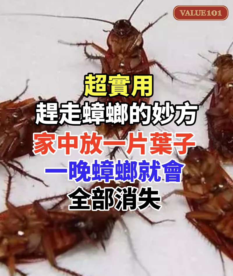 超實用趕走蟑螂的妙方,家中放一片葉子,一晚蟑螂就會全部消失