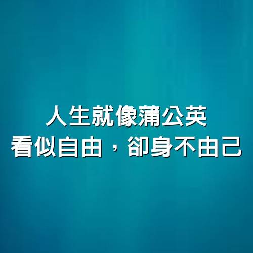 人生就像蒲公英，看似自由，卻身不由己（深度好文）