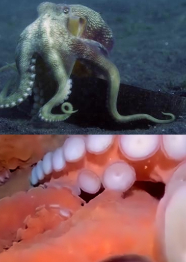 日本排放核子污水被海洋報復，巨型章魚神秘出現。